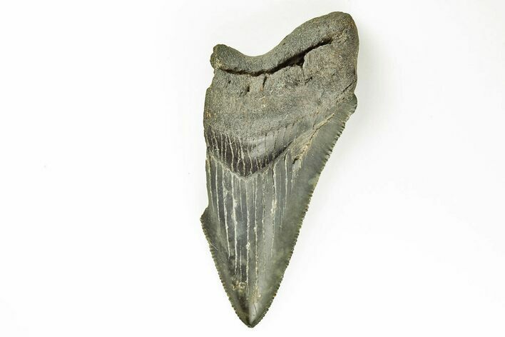 Partial Megalodon Tooth - Sharply Serrated #194081